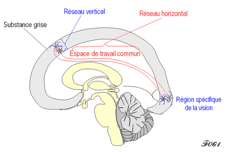 cerveau : réseaux vertical et horizontal