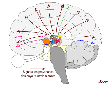 connexions entre thalamus et cortex cérébral
