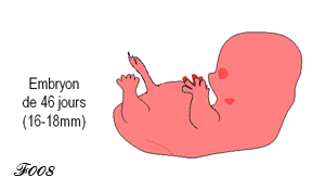 embryon de 46 jours