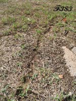 Trail opened by ants in a lawn.