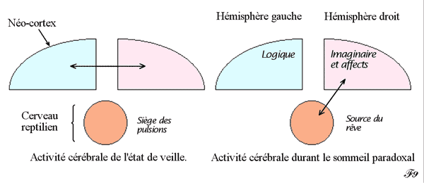 Sommeil paradoxal et source du rêve