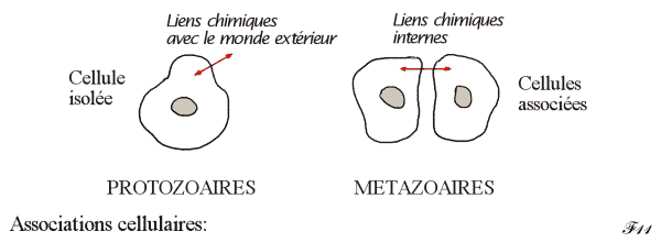 protozoaires et métazoaires