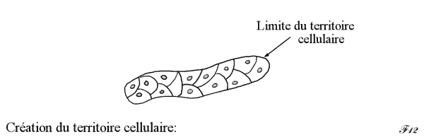 organisme pluricellulaire
