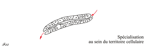 spécialisation des cellules