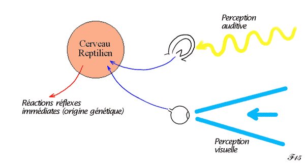 Primitive brain and individual survival.