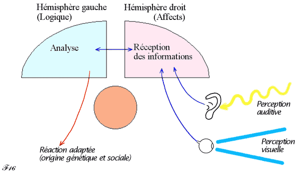 inhibition du cerveau primitif