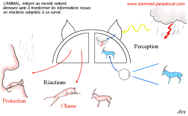 l'animal ressent et agit