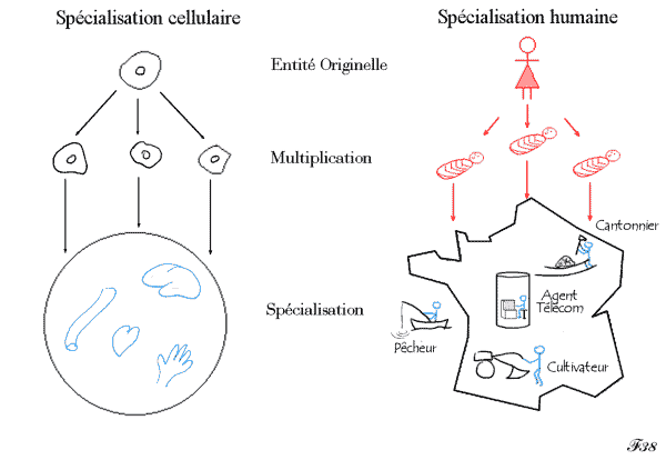 spécialisation de l'homme et de la cellule