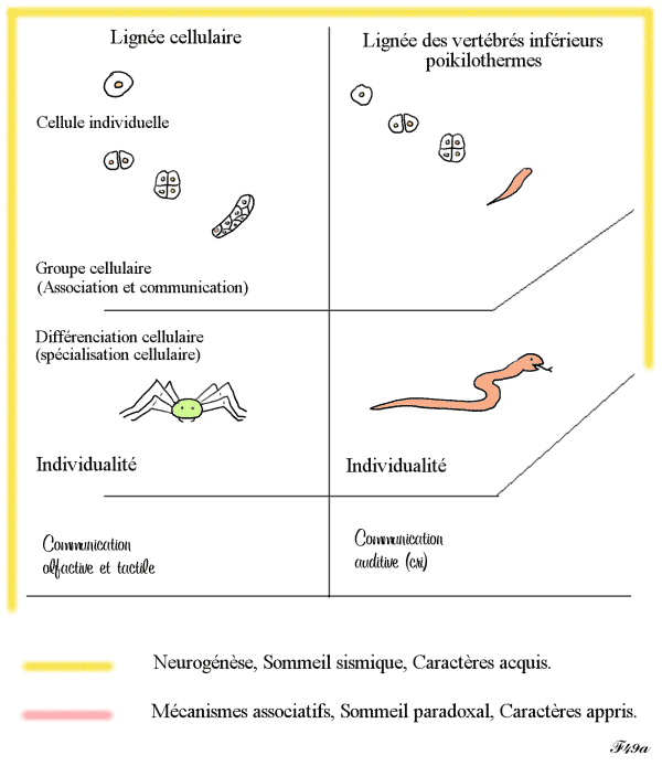 dévelopement de la communication dans le règne animal