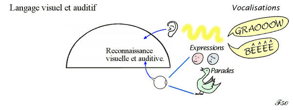 langage visuel et auditif