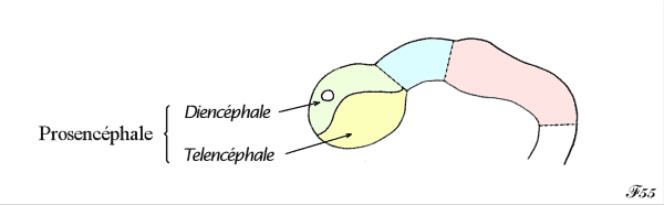 Prosencéphale, diencéphale et telencéphale
