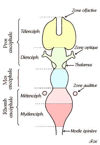 Prosencéphale, mésencephale et rhombencéphale 