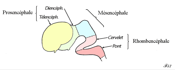 Encéphale, vésicules primitves de l'embryon