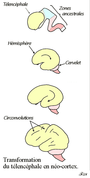 Développement des hémisphères cérébraux