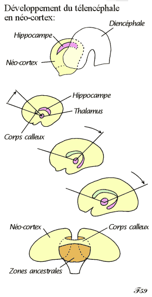 néocortex et système limbique