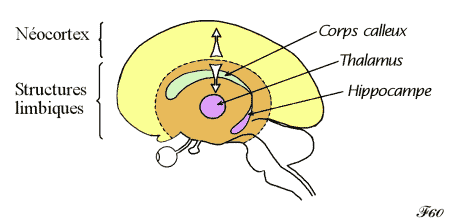 système limbique