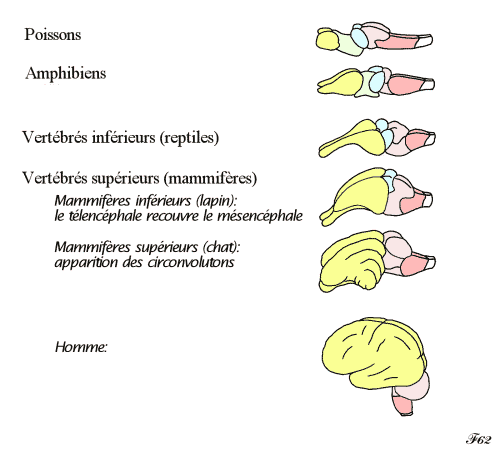 Développement des différentes structures du tronc cérébral dans le règne animal