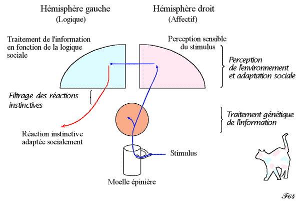 Traitement de l'information dans le cerveau