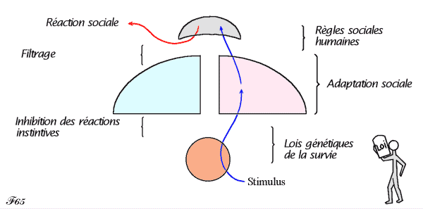 intégration des règles sociales dans le cerveau