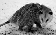 opossum