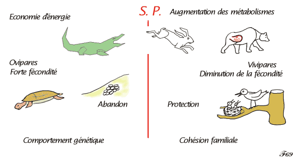 sommeil paradoxal chez les mammifères