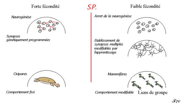 processus associatifs