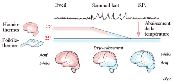 sommeil lent et sommeil paradoxal