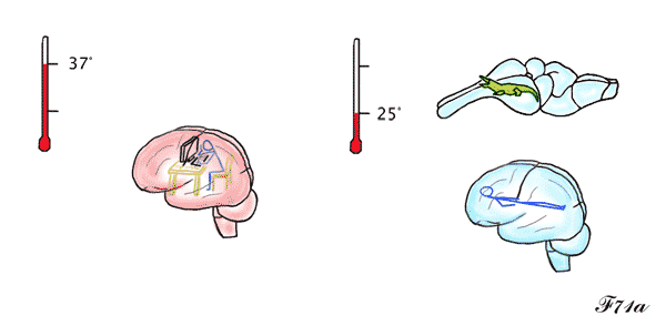 Lowering of brain temperature during REM sleep