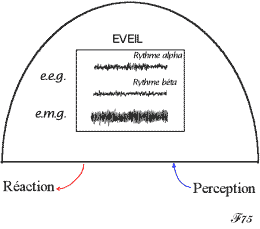rythmes cérébraux durant l'éveil