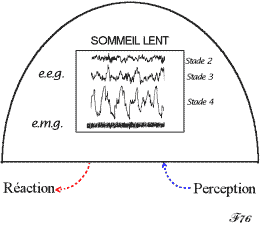 rythmes cérébraux durant le sommeil lent