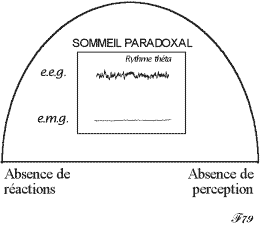 rythmes cérébraux durant le sommeil paradoxal