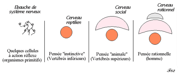 évolution de la pensée instinctive à la pensée rationnelle