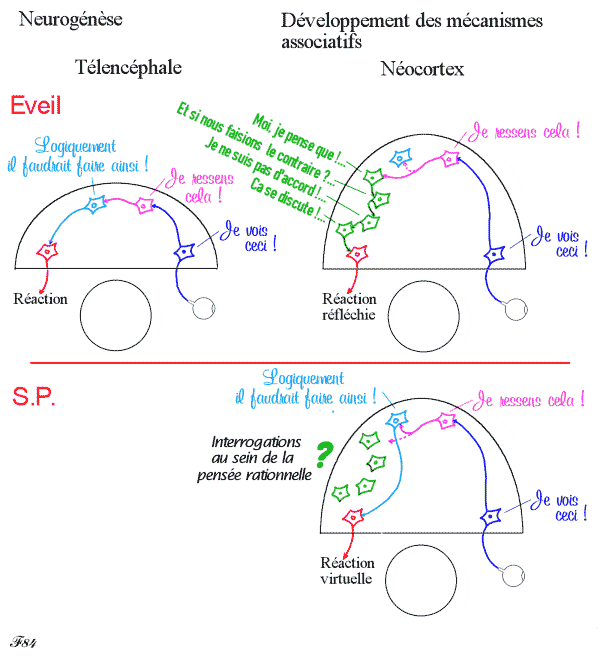 fonctionnement du cerveau duranr l'éveil et le sommeil paradoxal