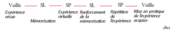 sommeil paradoxal et reprogrammation des comportements