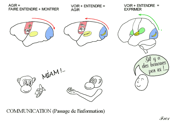 sommeil paradoxal et pont de varole