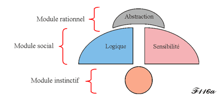 sommeil paradoxal et pont de varole