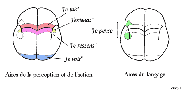 cerveau et intelligence