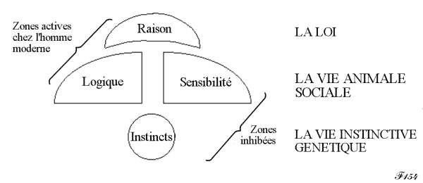 évolution du cervau et langage