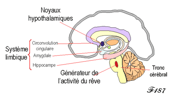 Varole's bridge, generator of the activity of the dream.
