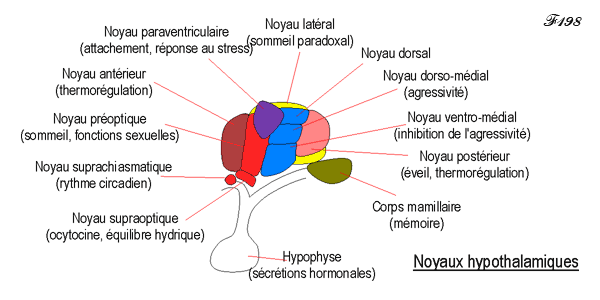 Hypothalamus.