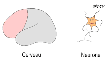 cerveau et neurone