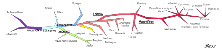 évolution des espèces