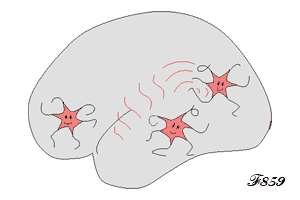 déplacement des neurones dans le cerveau