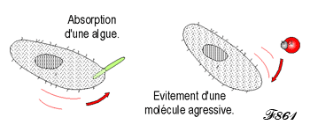 la vie des amibes