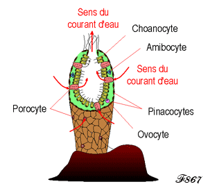 structure d'une éponge