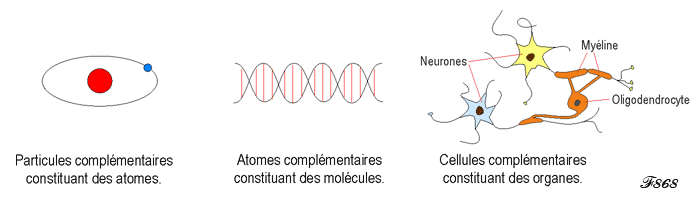 cerveau et association de cellules