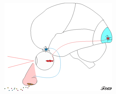 spécialisation des cellules dans le cerveau