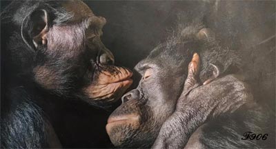 chimpanzés tendresse