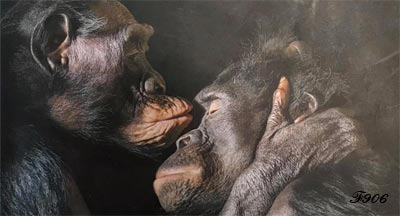 Moment de tendresse entre chimpanzés.