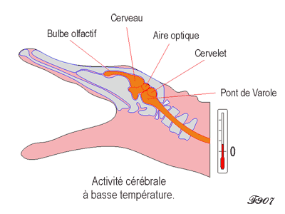 cerveau de crocodile durant l'éveil